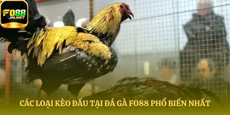 Tìm hiểu các cửa đặt tiền thông dụng nhất