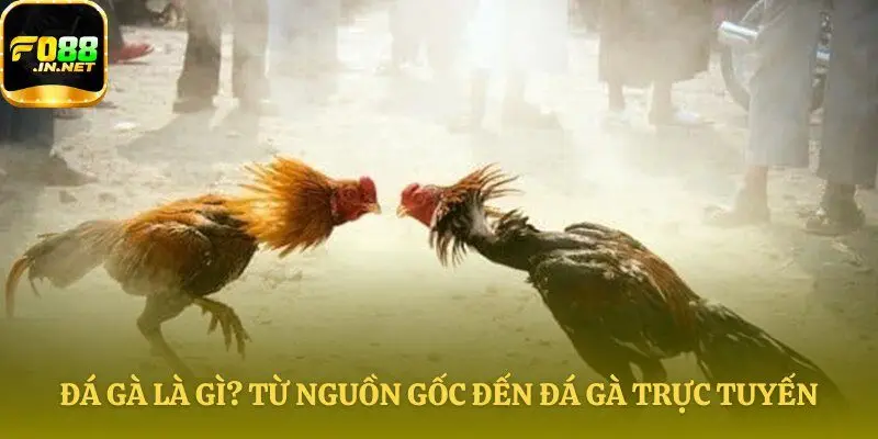 Đá gà là gì qua từng thời kỳ