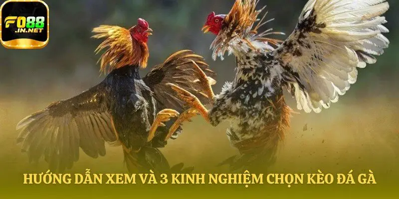 Hướng dẫn soi kèo và lựa chọn cược hiệu quả