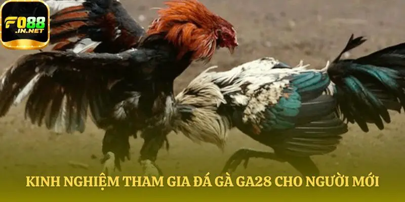 Mẹo soi kèo và đặt tiền an toàn