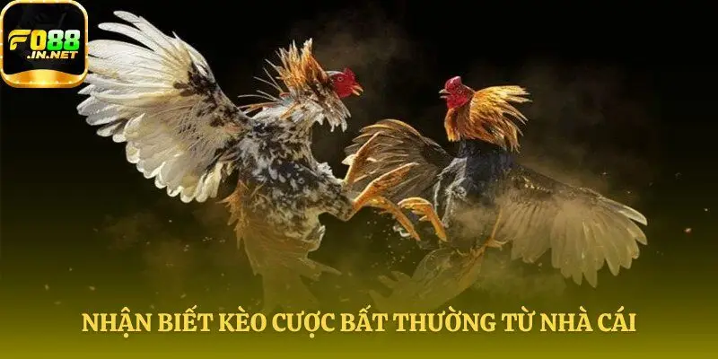 Đọc vị nhà cái qua tỷ lệ kèo